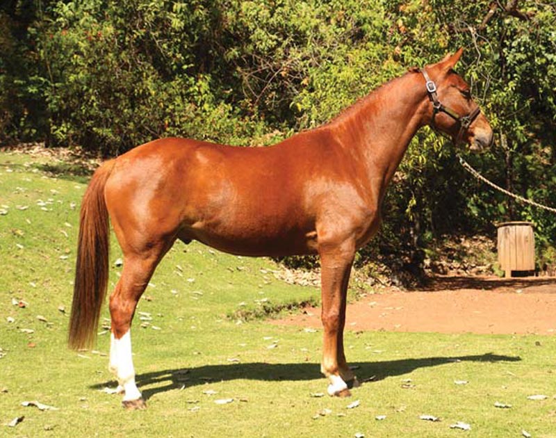 Horses for sale - Generation 2012 - Yang - RanchoSantaRosa.com.mx/criadero