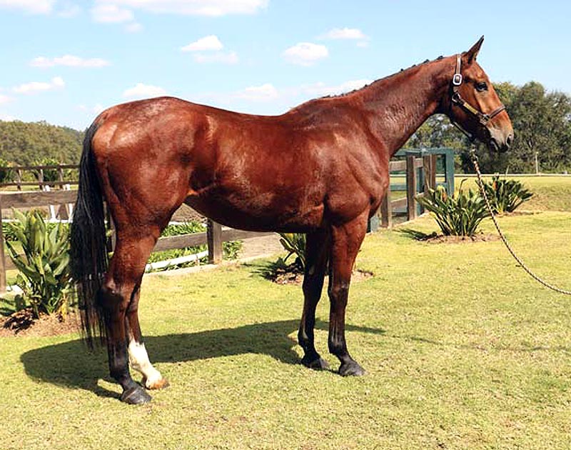 Horses for sale - Generation 2013 - Zafir - RanchoSantaRosa.com.mx/criadero