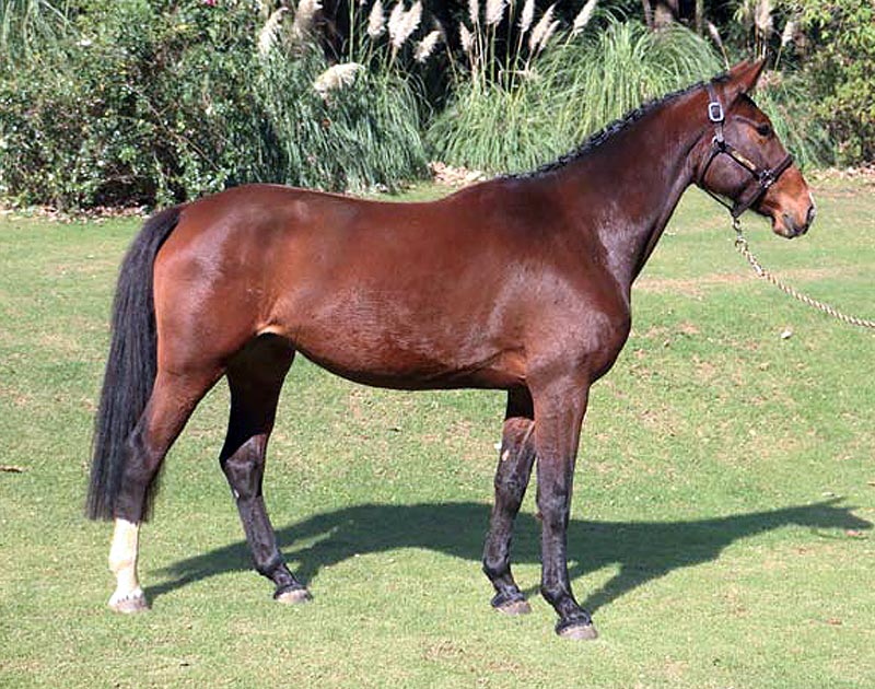 Horses for sale - Generation 2014 - Acacia - RanchoSantaRosa.com.mx/criadero