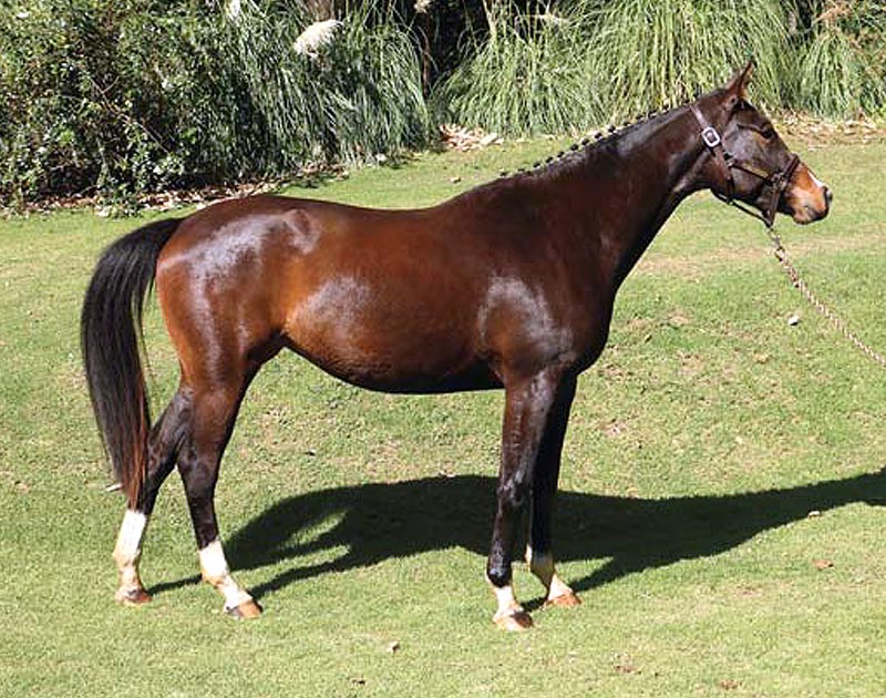 Horses for sale - Generation 2014 - Afrodita - RanchoSantaRosa.com.mx/criadero