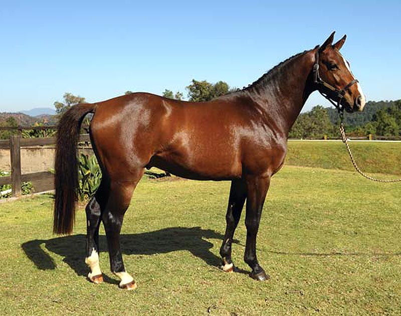 Horses for sale - Generation 2014 - Alexander - RanchoSantaRosa.com.mx/criadero