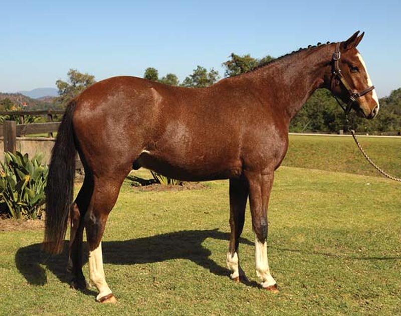 Horses for sale - Generation 2014 - Aries - RanchoSantaRosa.com.mx/criadero