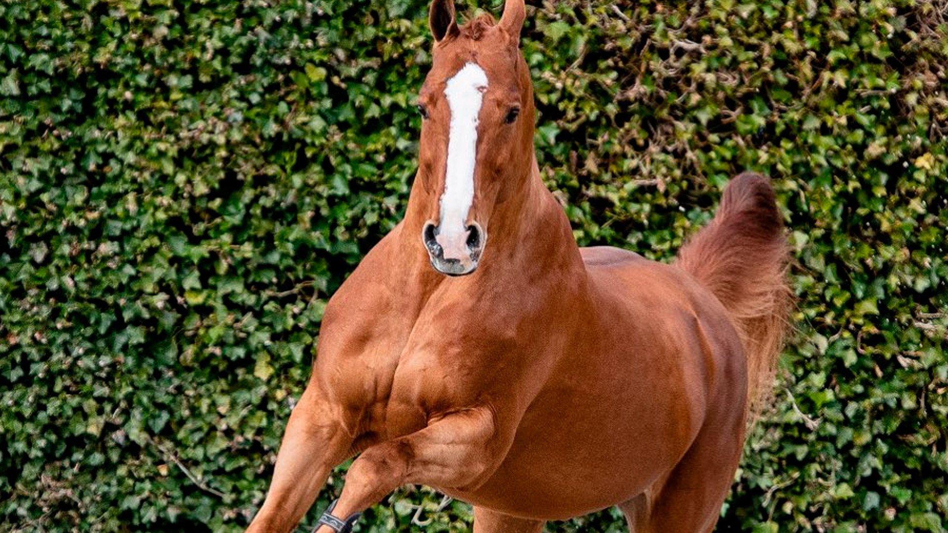 Sementales Rancho Santa Rosa