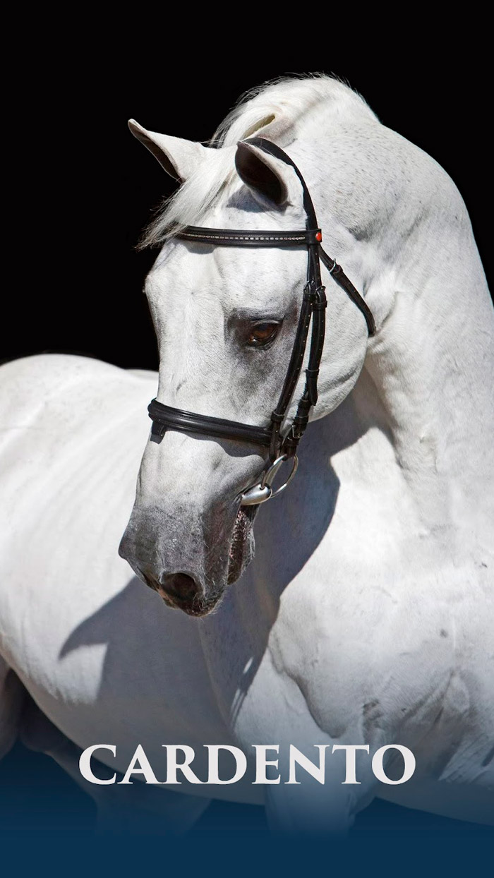 Cardento