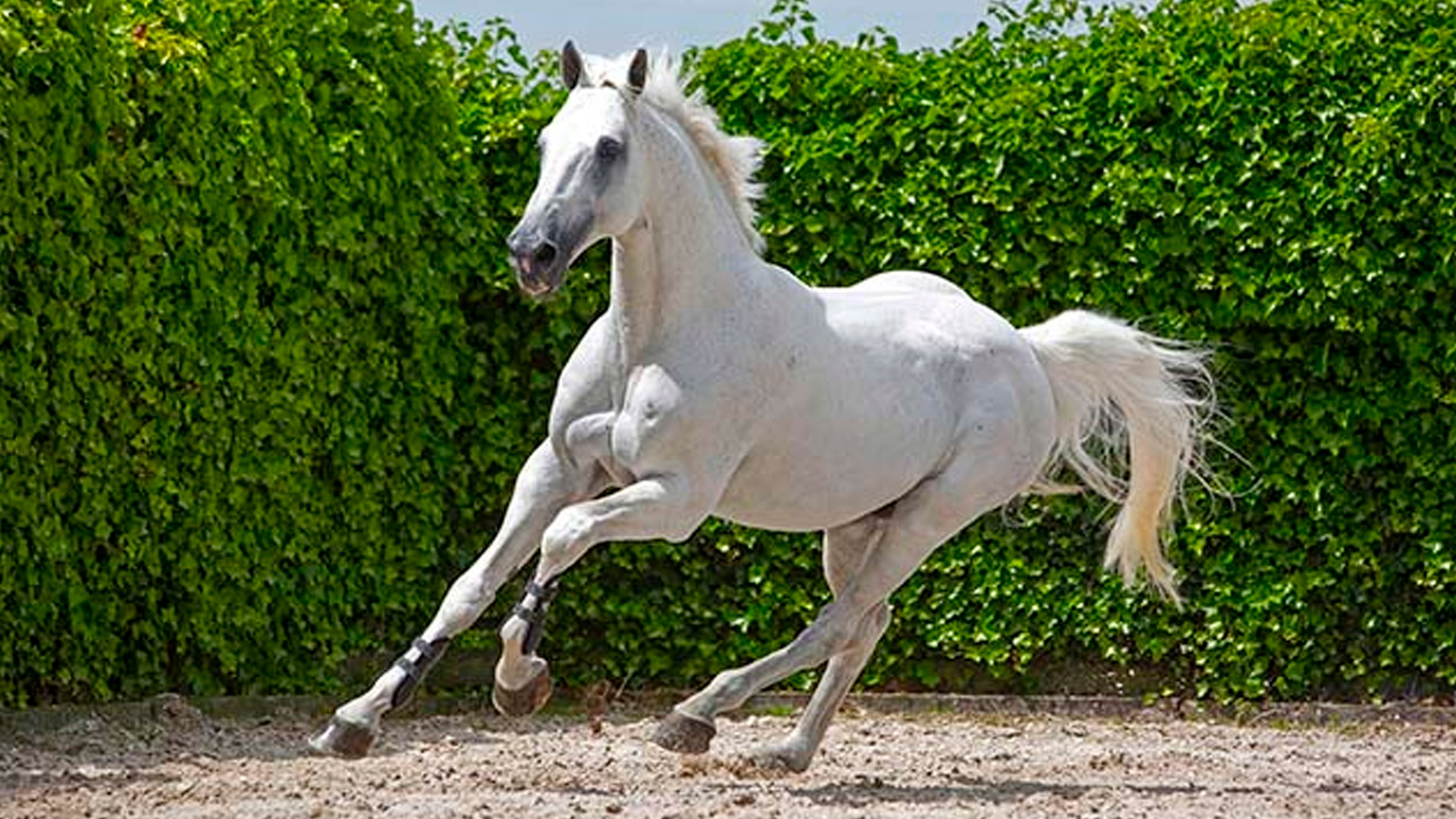 Sementales Rancho Santa Rosa