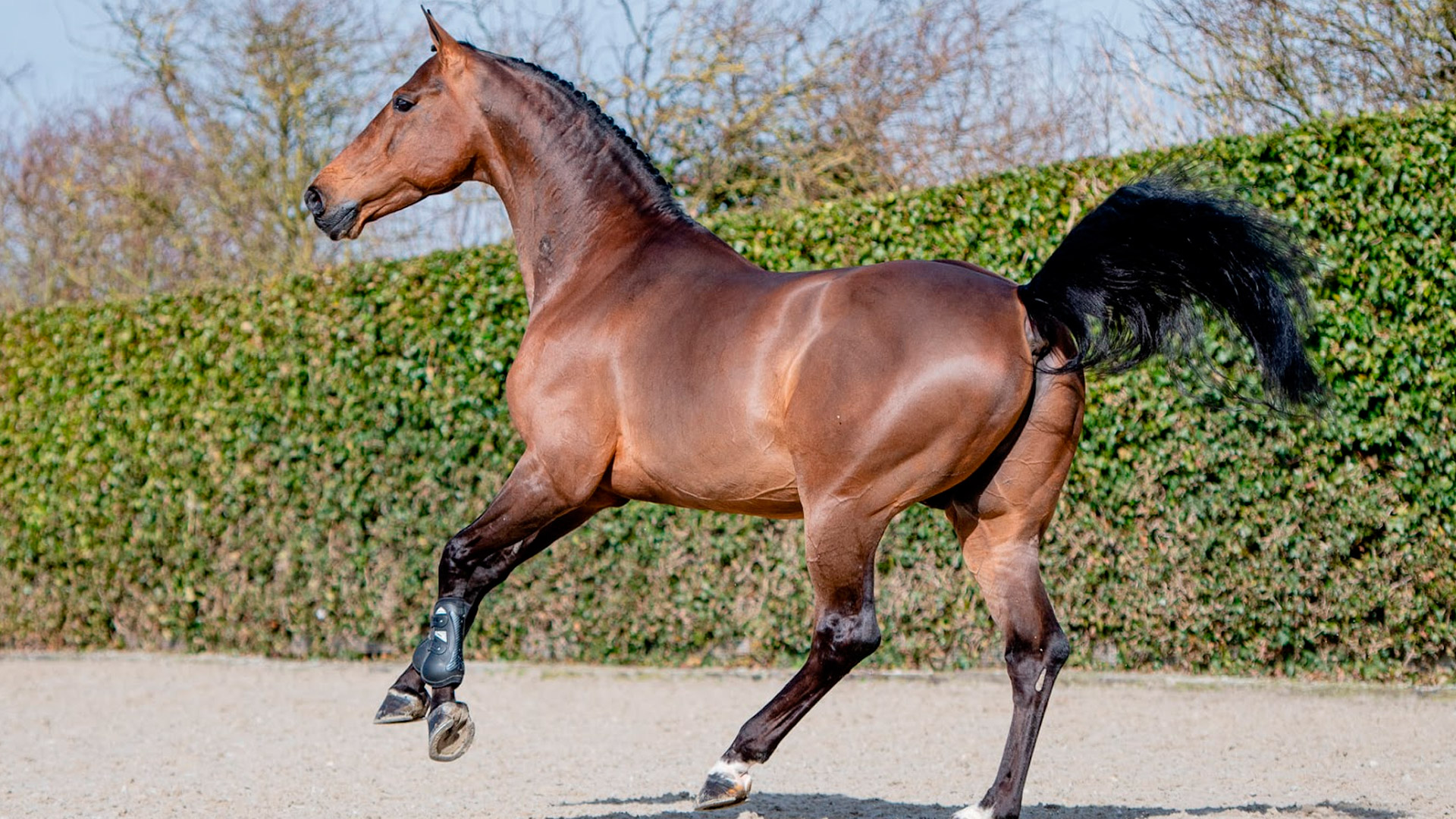 Sementales Rancho Santa Rosa