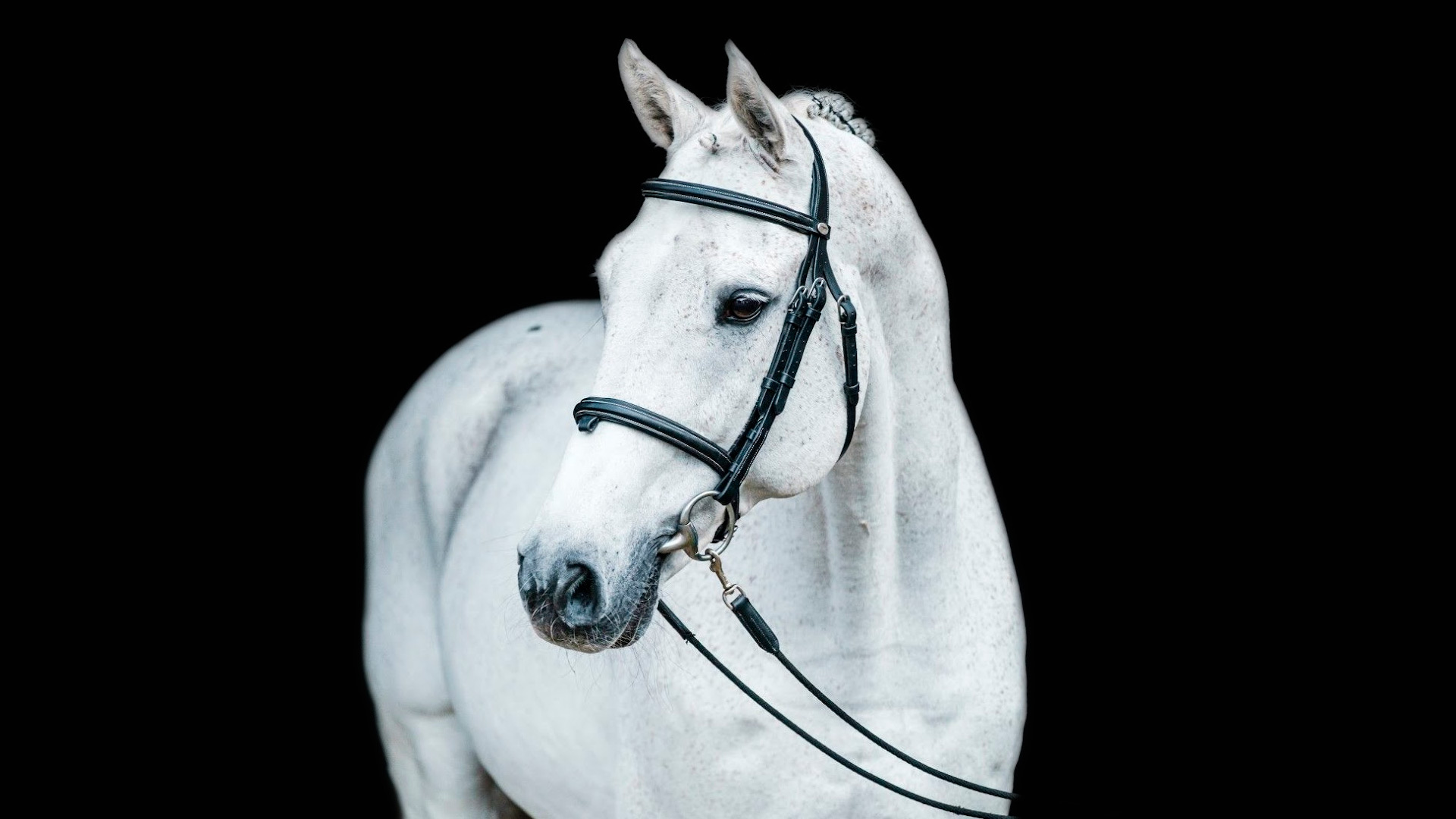 Sementales Rancho Santa Rosa