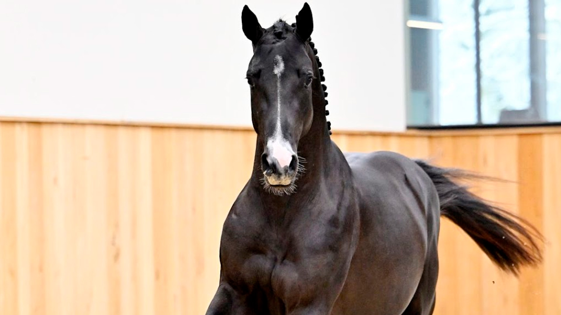 Sementales Rancho Santa Rosa