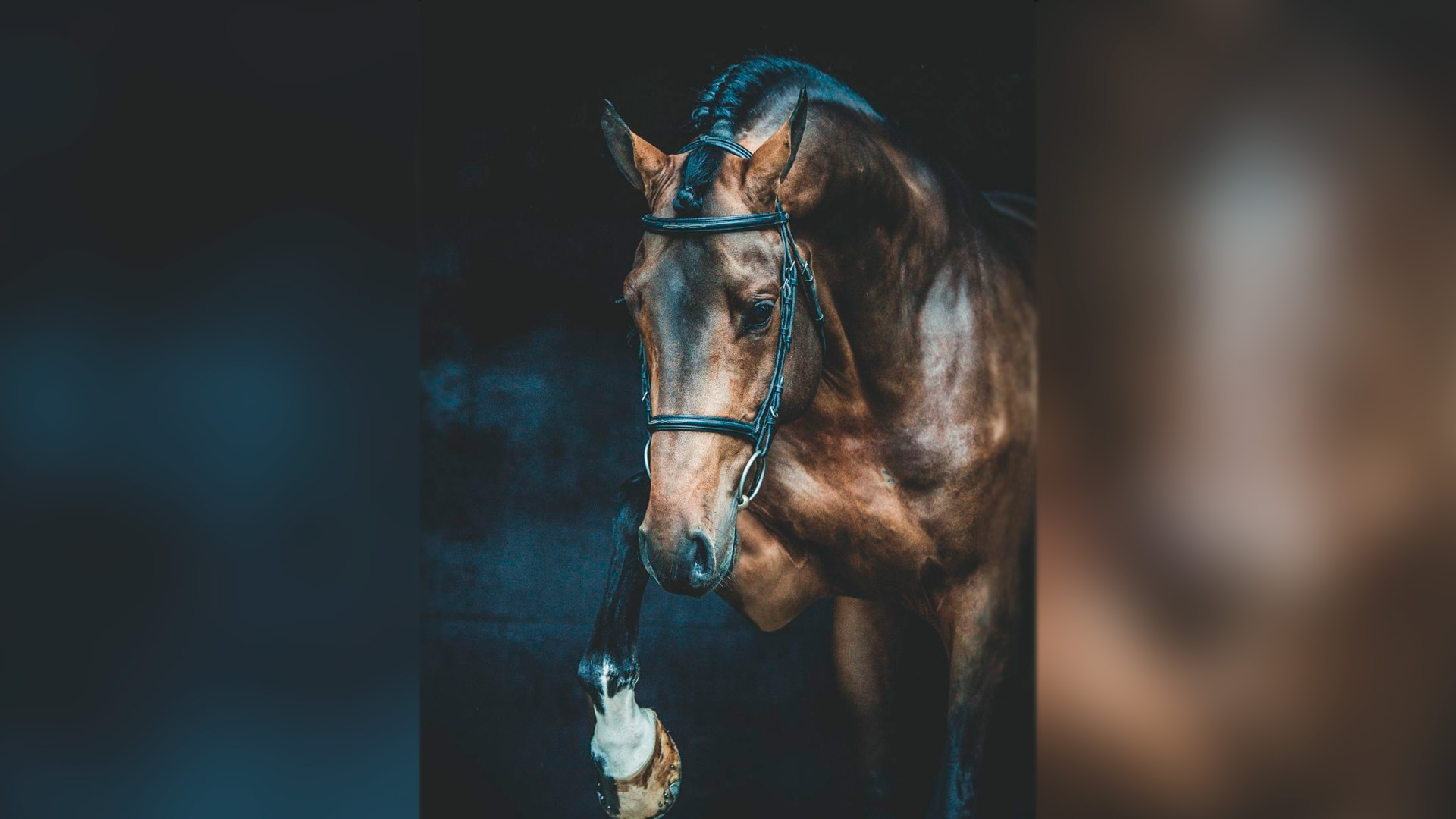 Sementales Rancho Santa Rosa