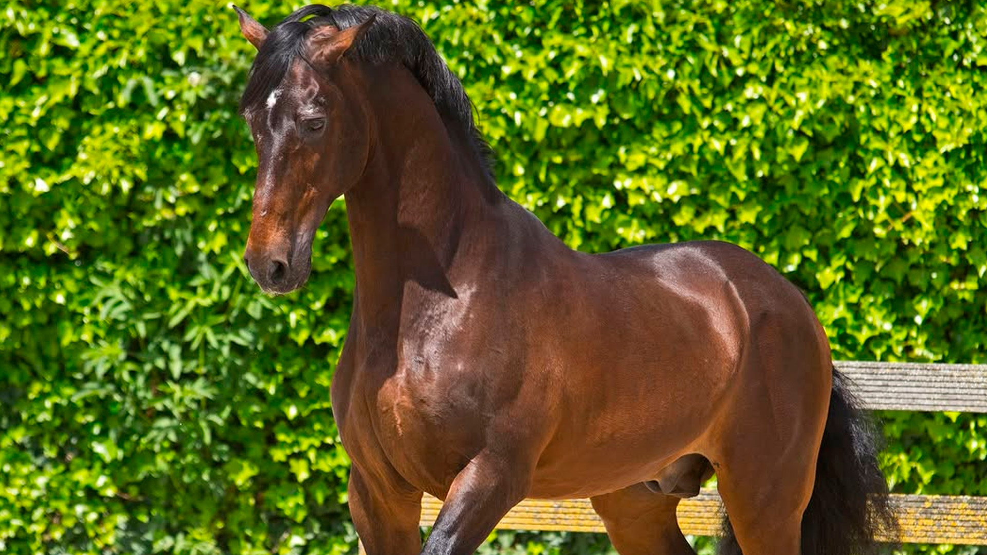 Sementales Rancho Santa Rosa