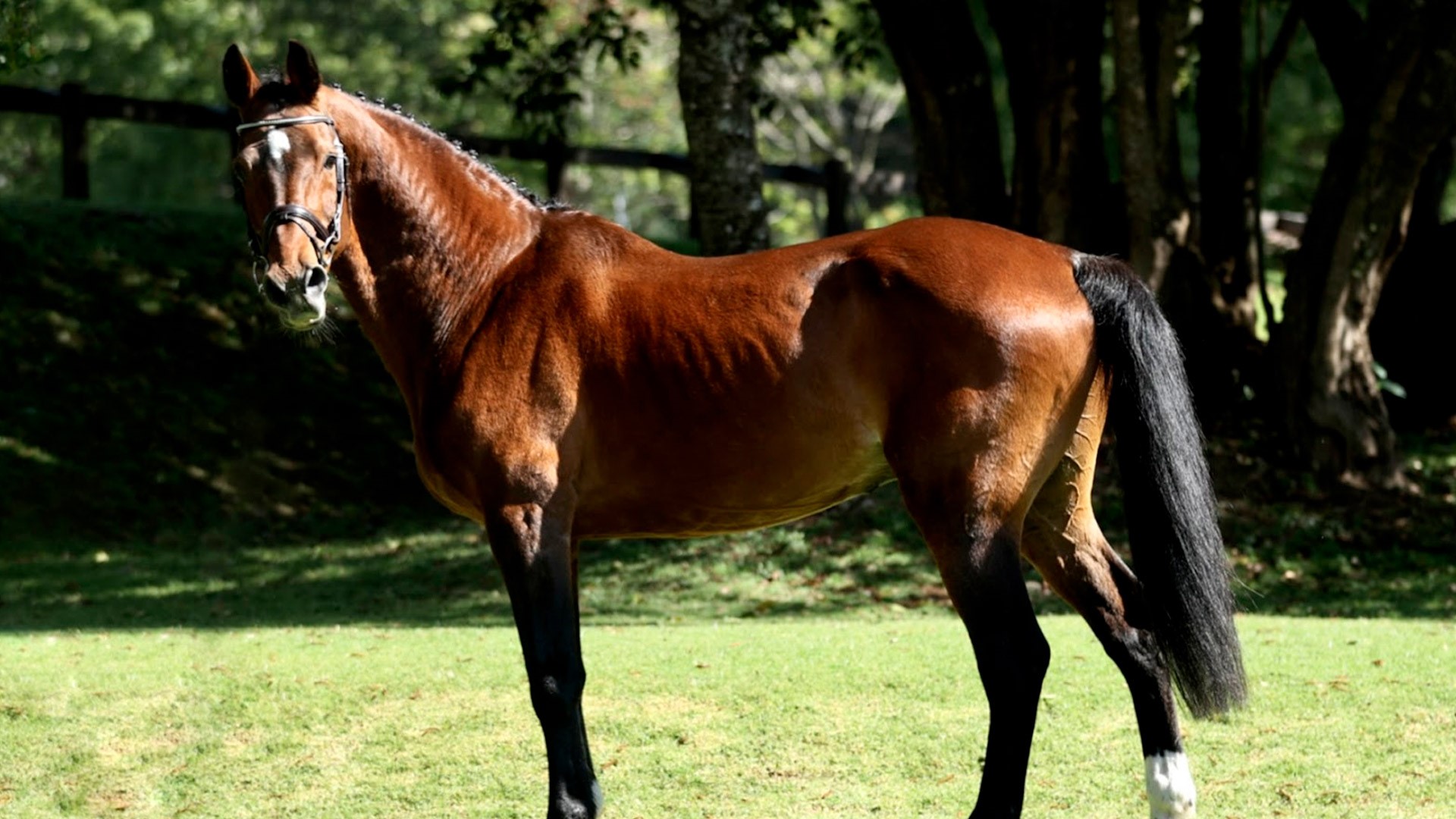 Sementales Rancho Santa Rosa