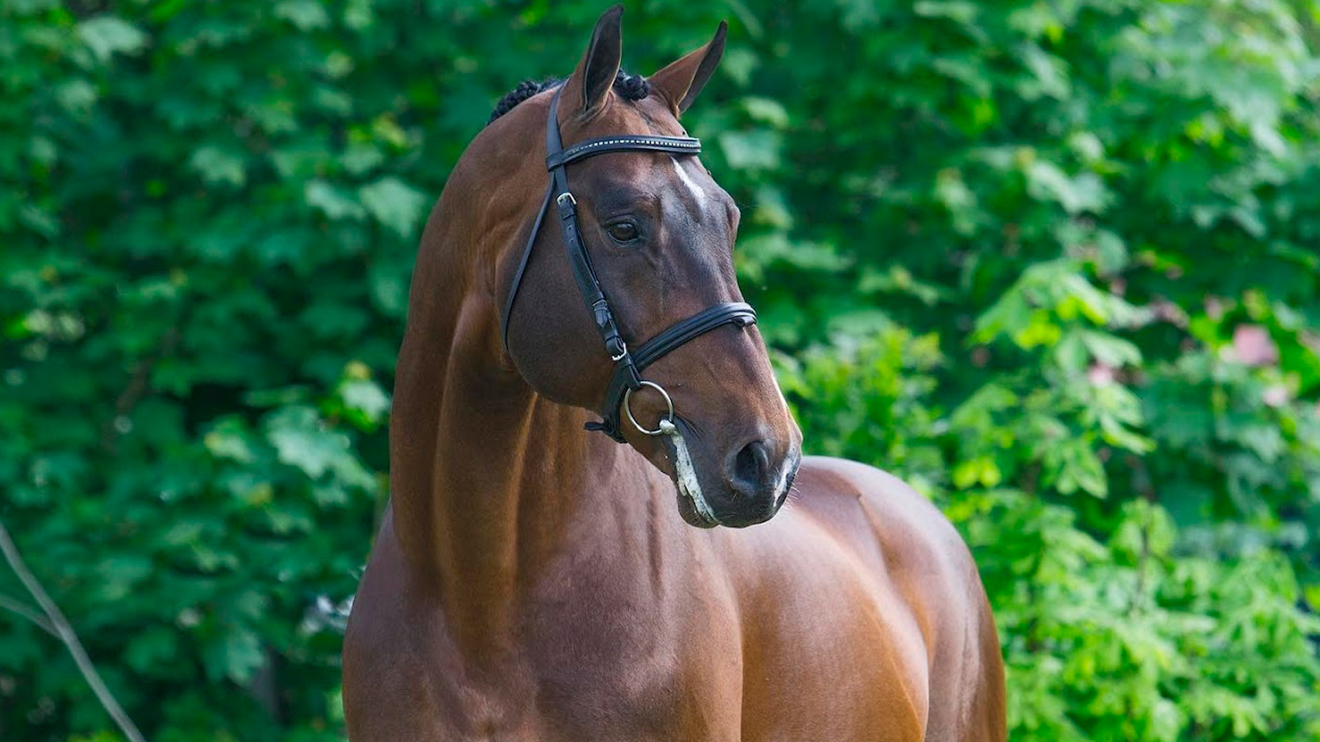 Sementales Rancho Santa Rosa