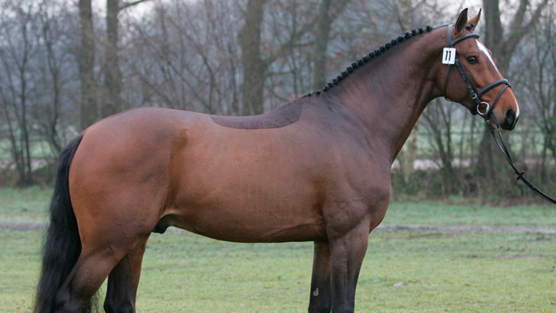 Sementales Rancho Santa Rosa