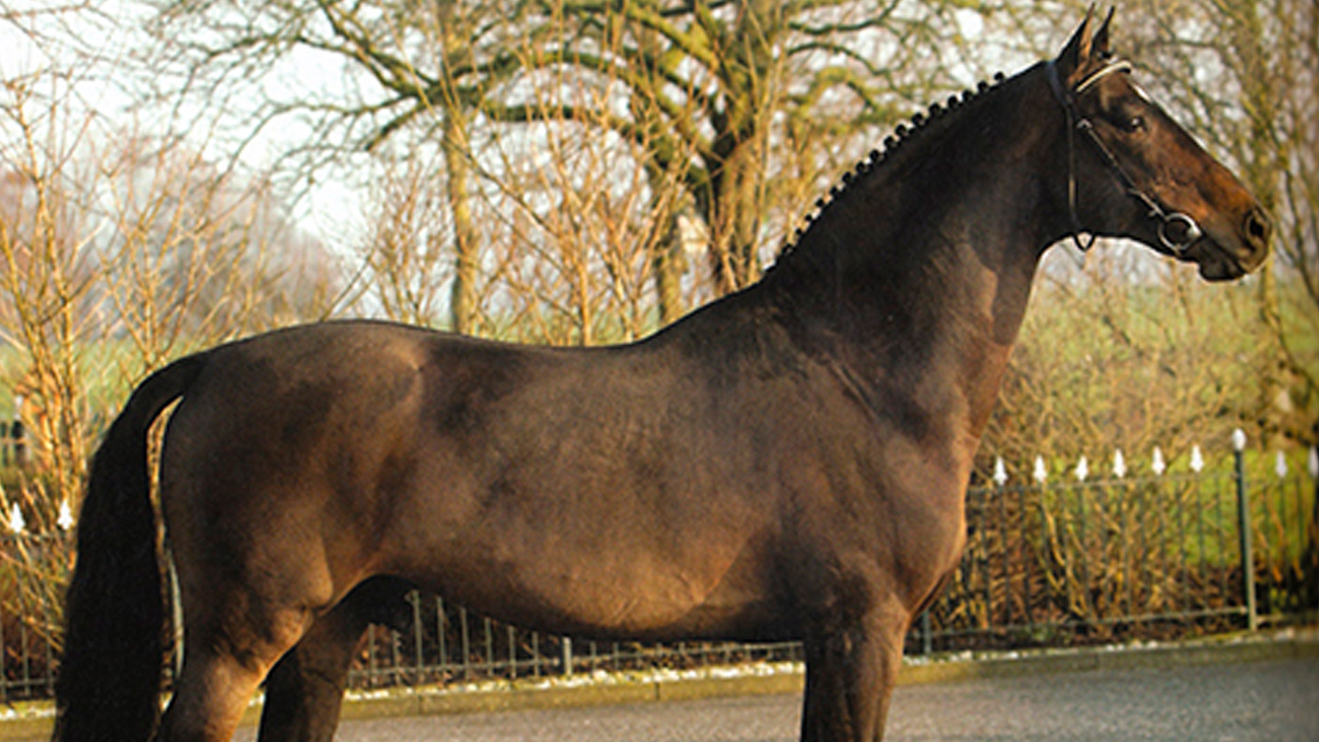 Sementales Rancho Santa Rosa