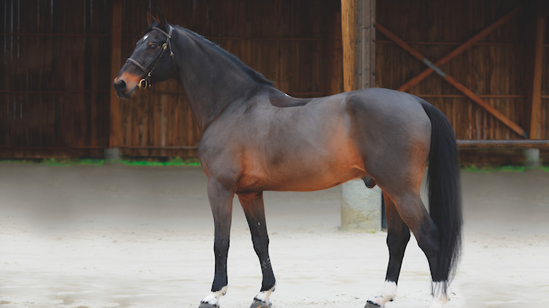 Sementales Rancho Santa Rosa