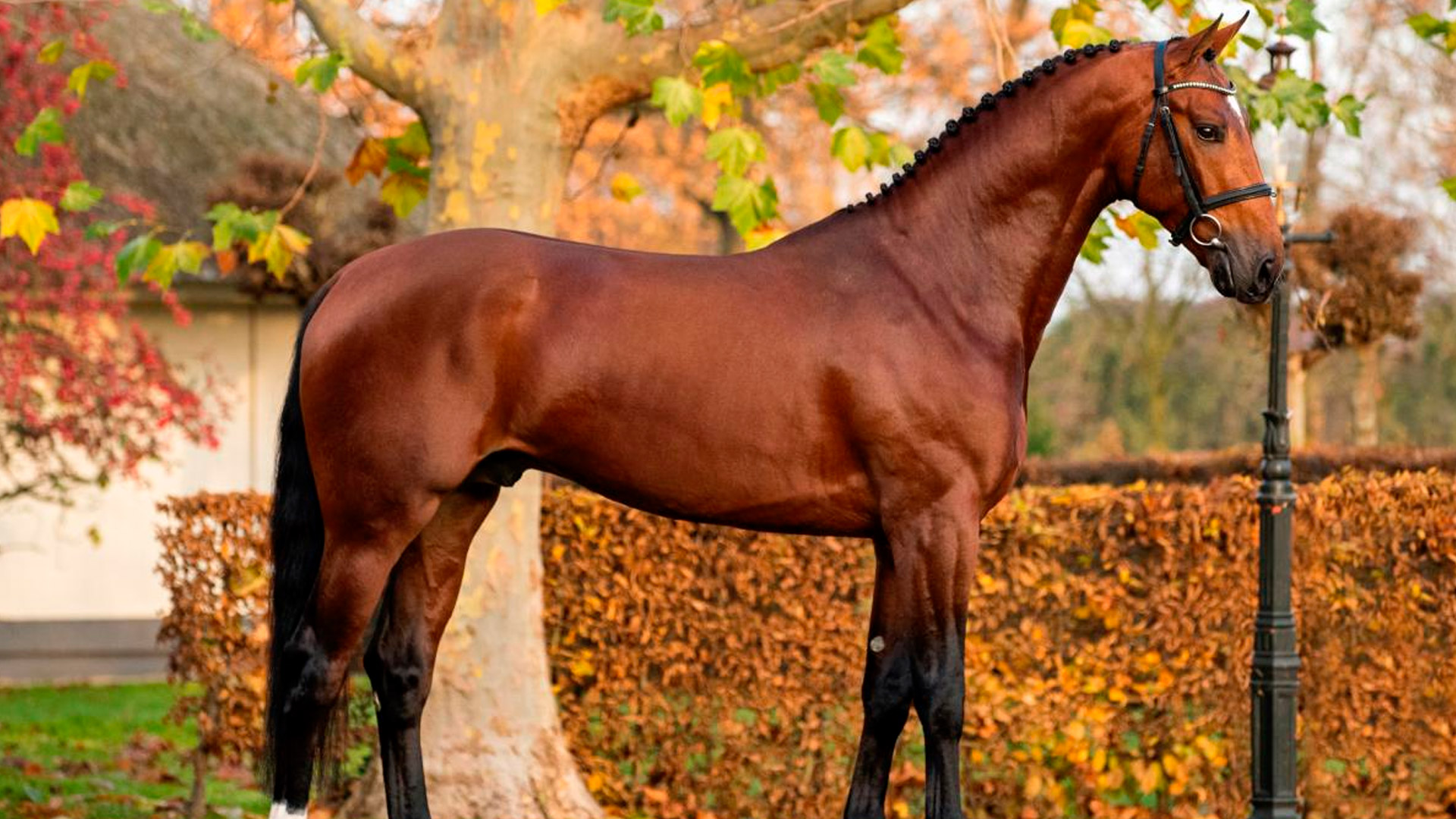 Sementales Rancho Santa Rosa