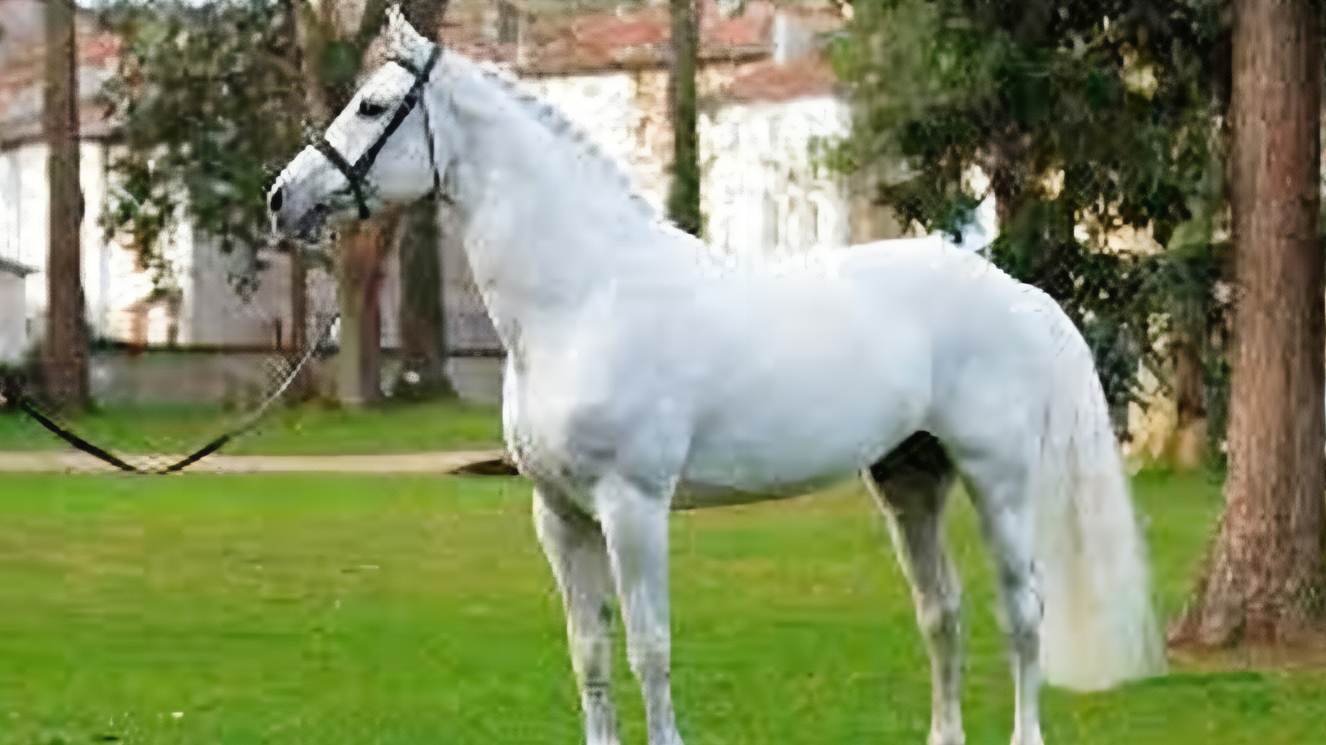 Sementales Rancho Santa Rosa