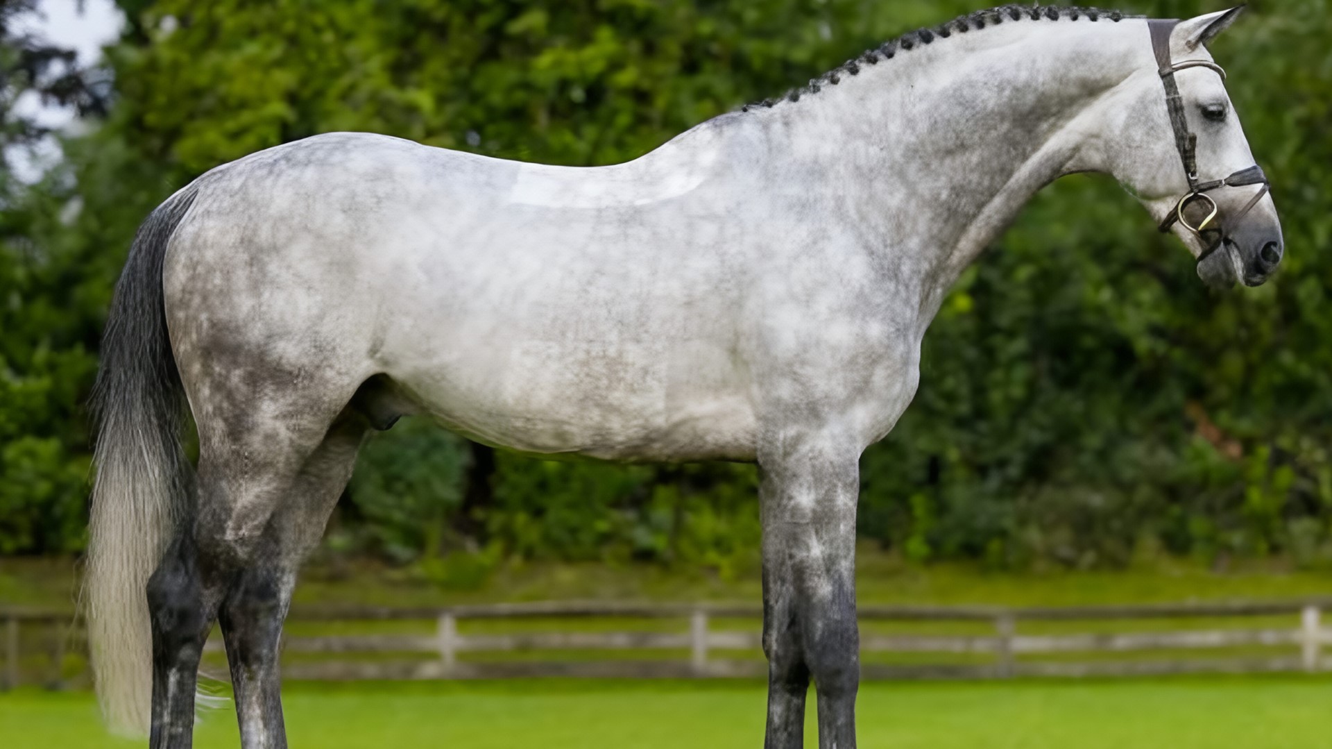 Sementales Rancho Santa Rosa