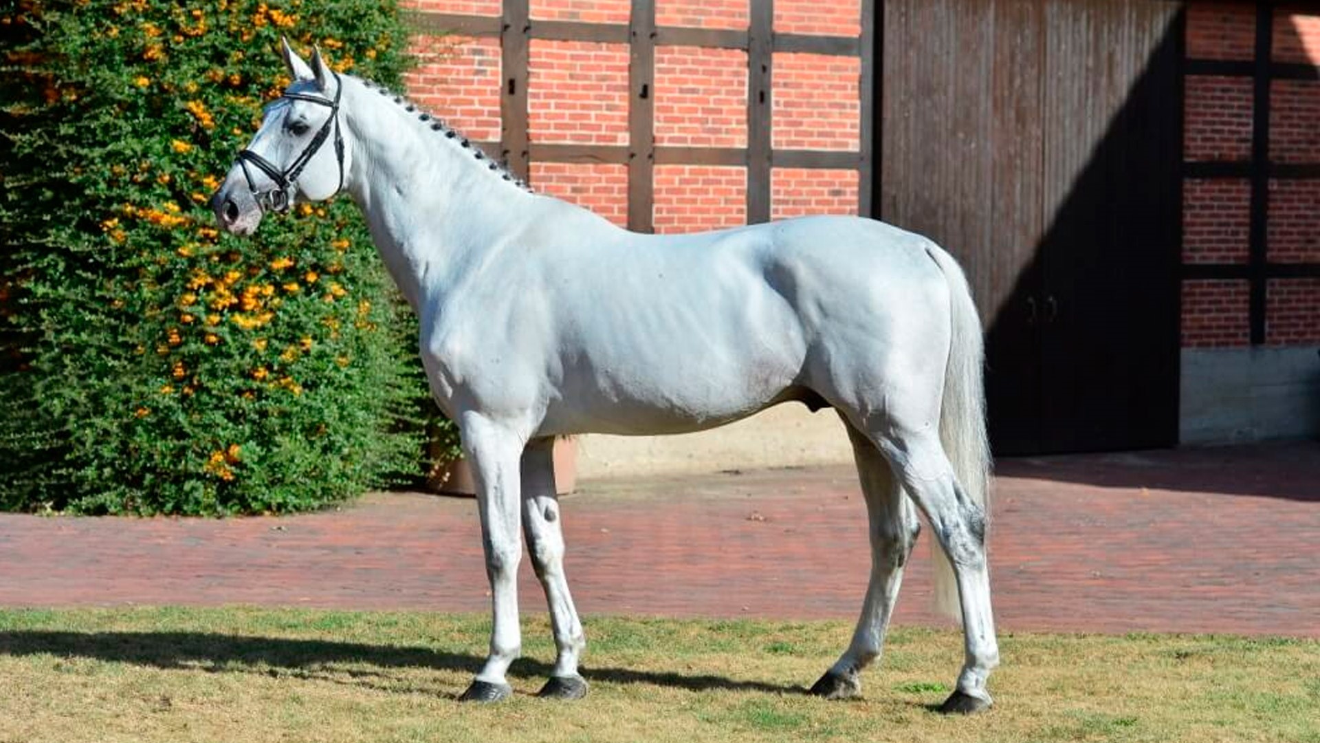 Sementales Rancho Santa Rosa