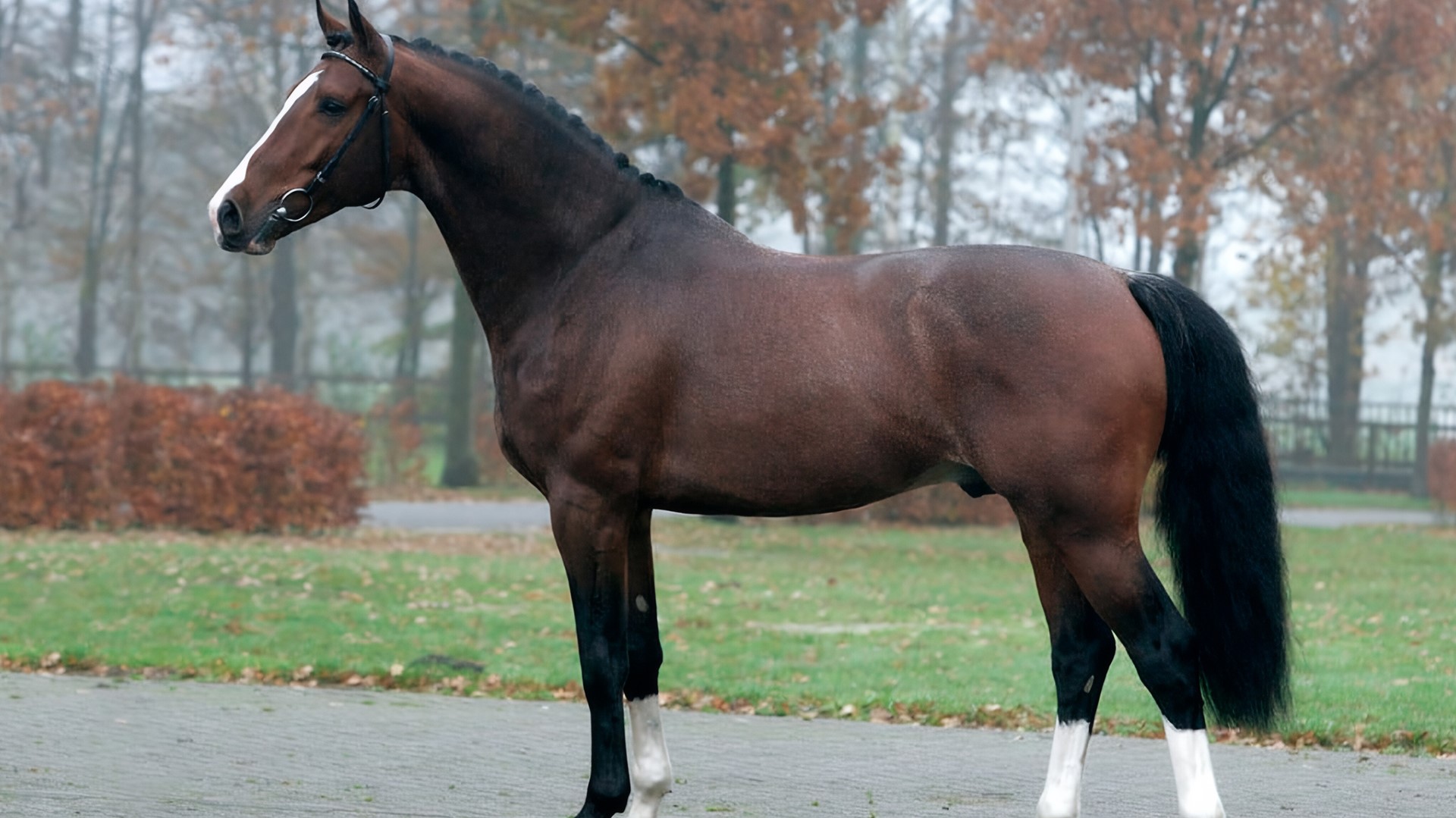 Sementales Rancho Santa Rosa