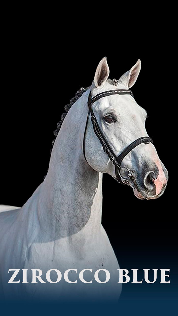 Zirocco Blue
