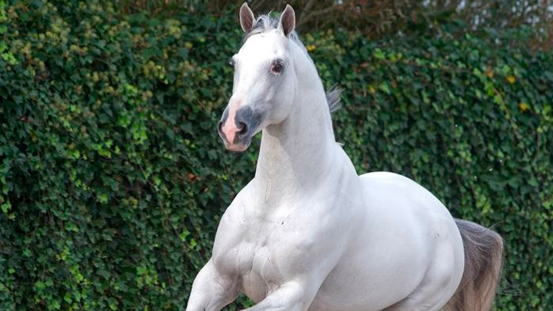 Sementales Rancho Santa Rosa